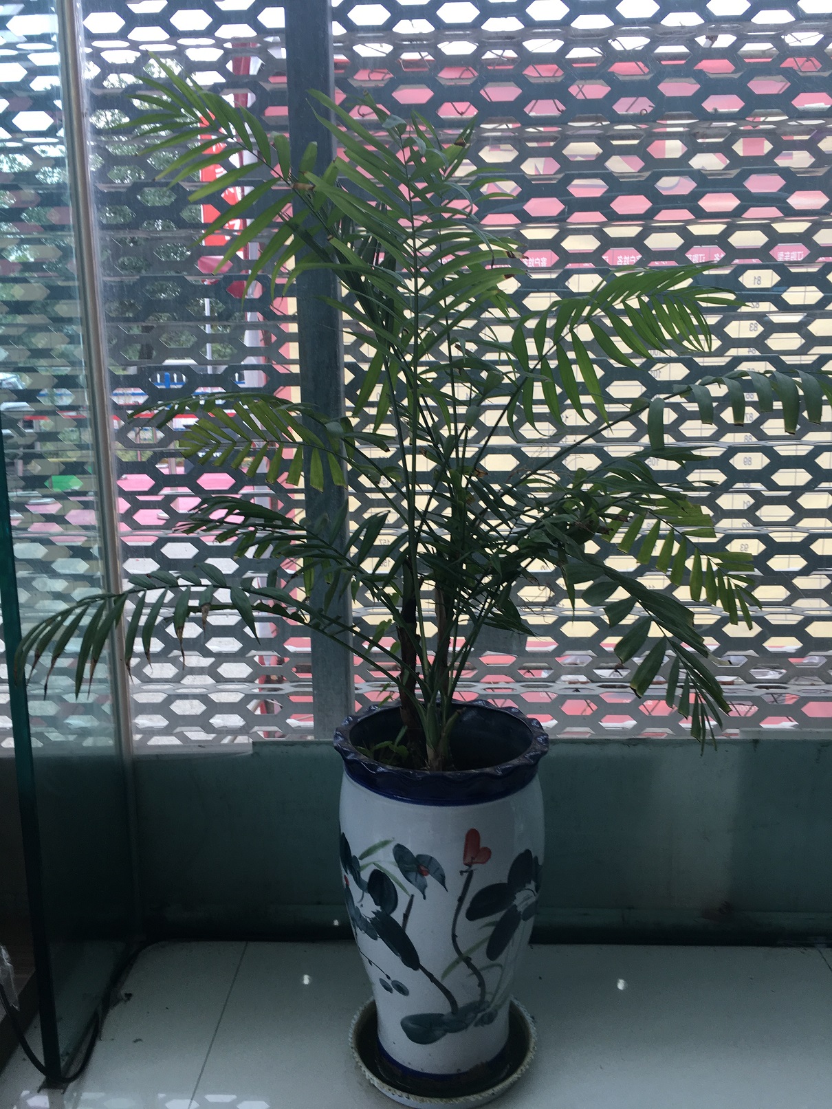 生气盎然的绿色盆栽